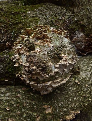 Over-mature fruiting bodies on a burr of a fallen beech in the New Forest, Hampshire.